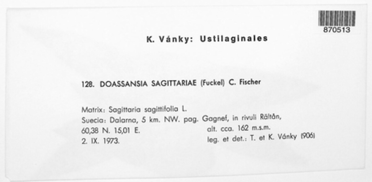 Doassansia sagittariae image